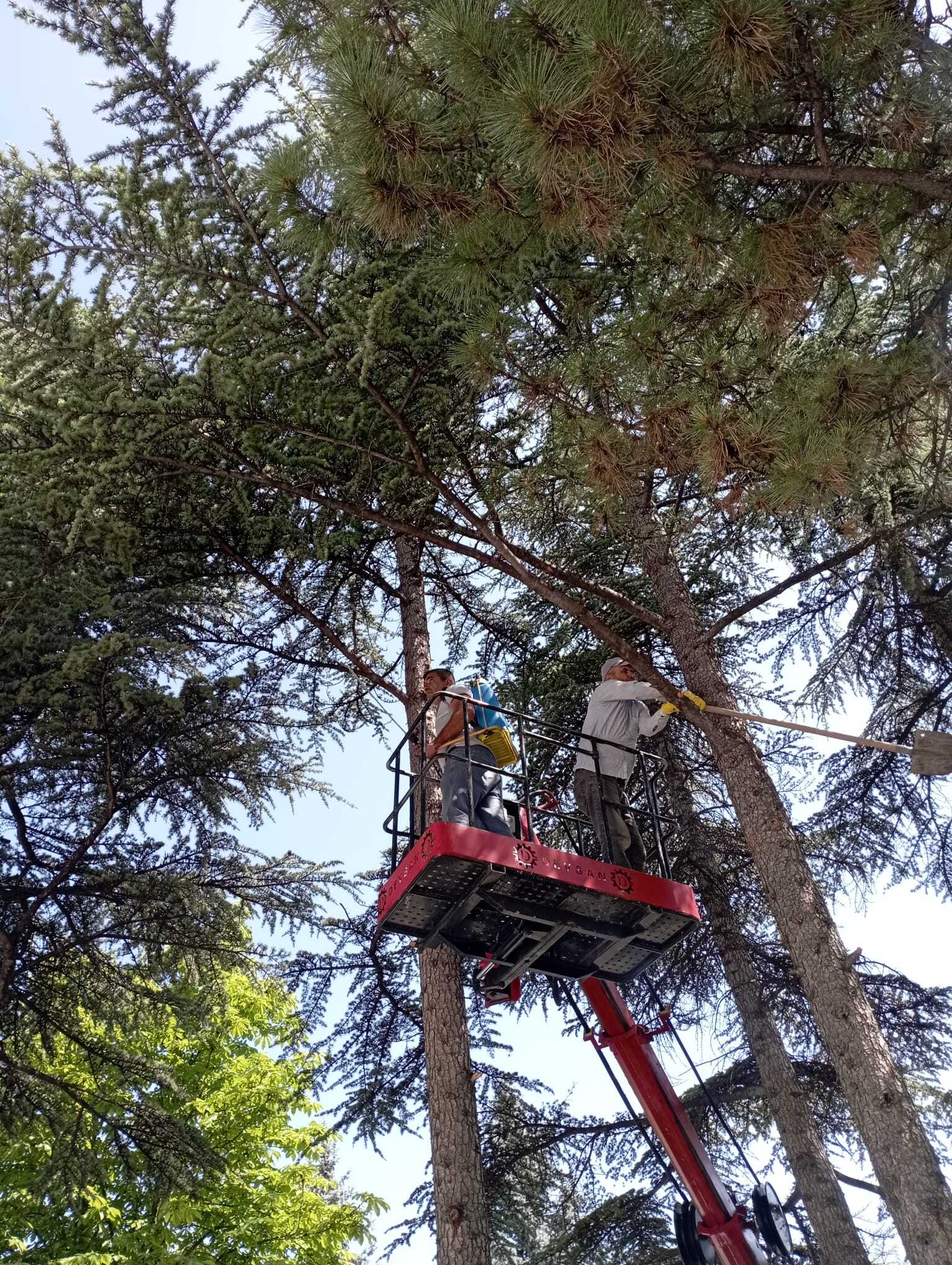 Budama uygulaması
